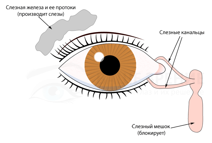 Схема носослезного канала